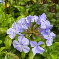 florithérapie Stéphanie boulard (1)