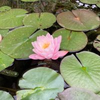 florithérapie Stéphanie boulard (2)